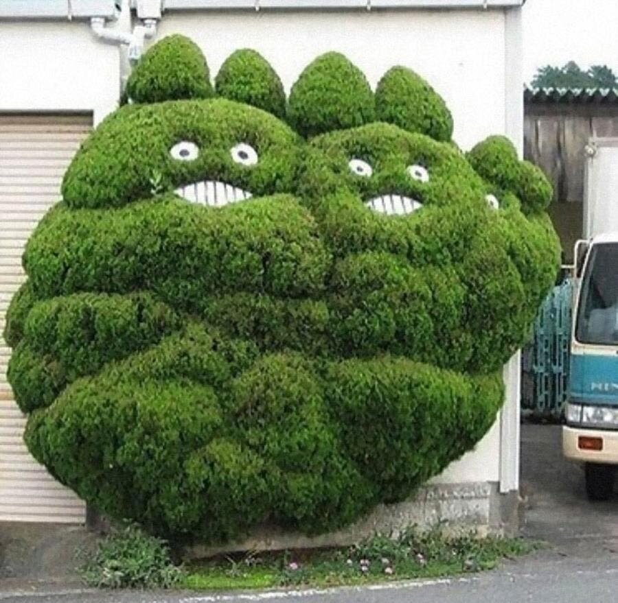 buisson totoro