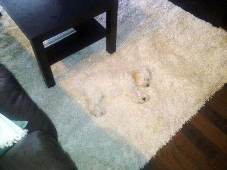 camouflage, tapis, chien, insolite, cache-cache