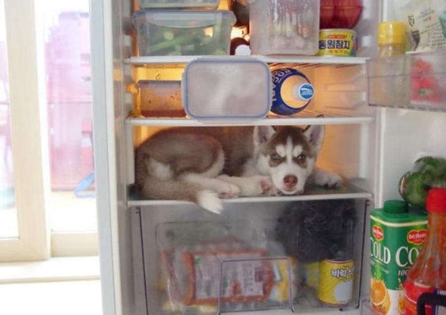 chien, frigo, cachette, insolite, mignon, cache-cache