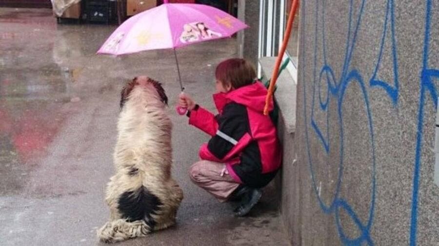 chien, abrité, pluie, enfant, espoir, insolite, mignon