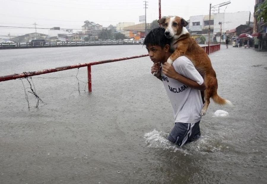 chien, enfant, espoir, inondation, sauvetage