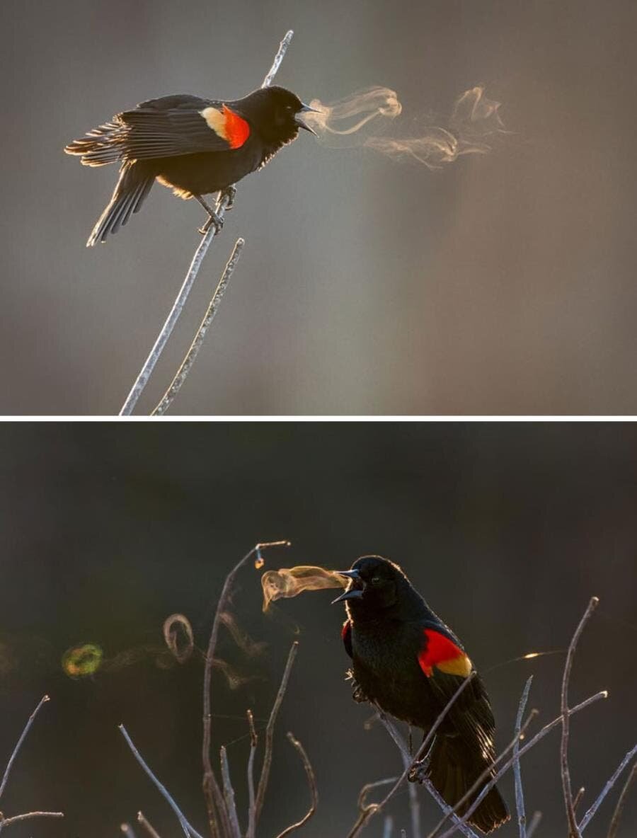 oiseau, souffler, crier, chanter, air, buée