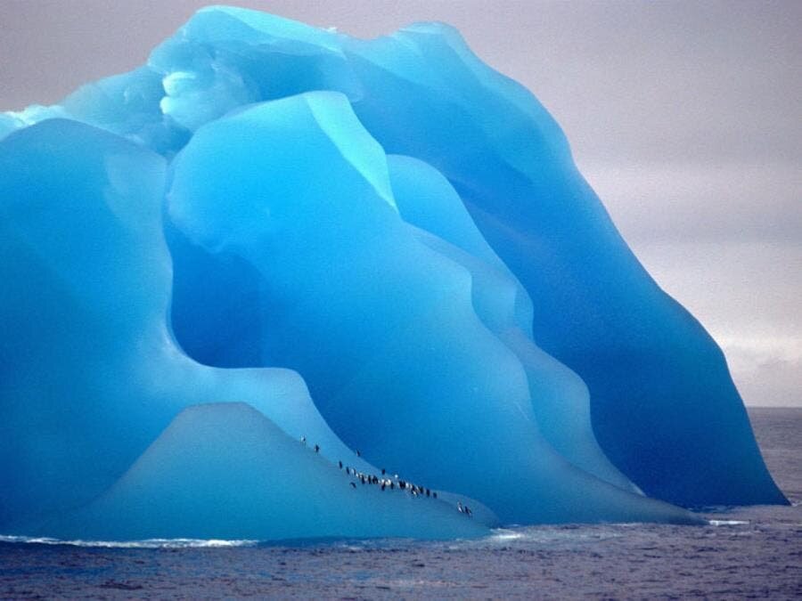 iceberg, retourné, bleu, couleur, pingouin, beau