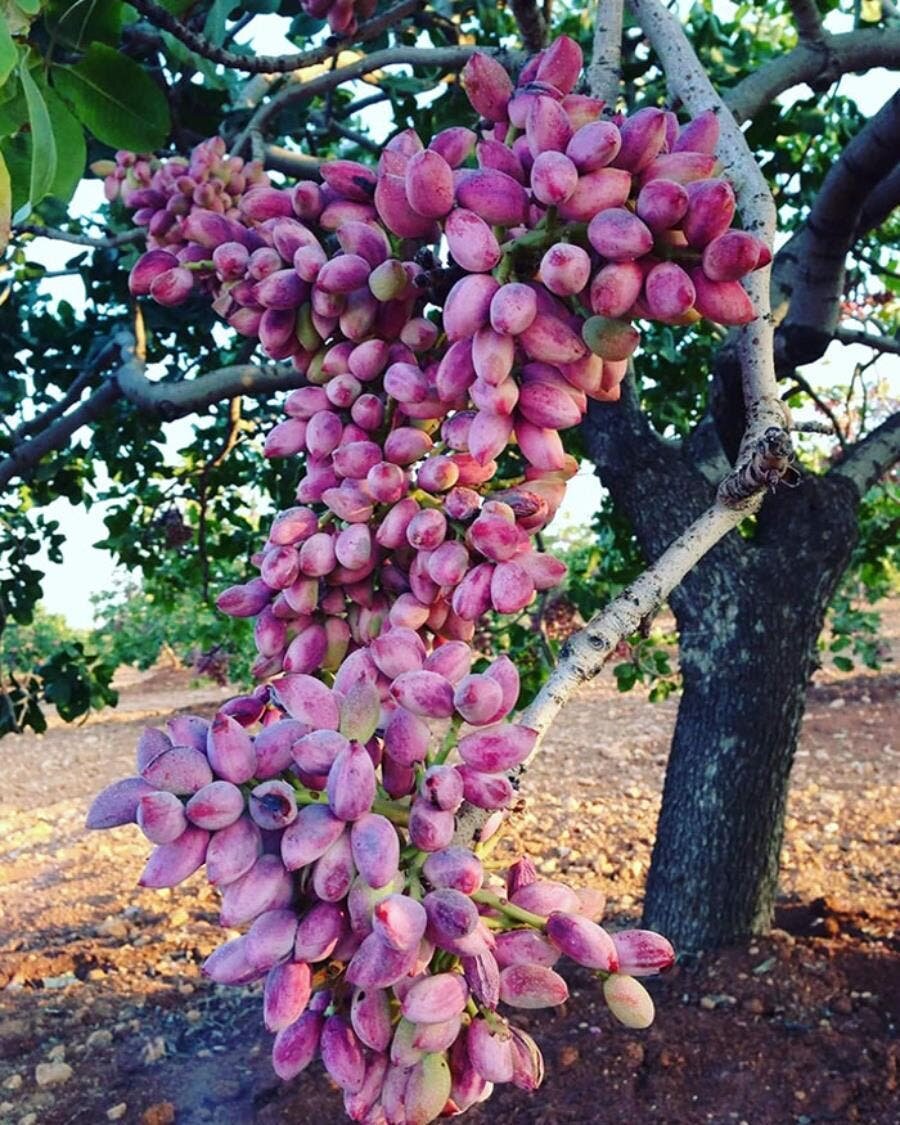 rose, pistaches, bulbe, fruit, arbre