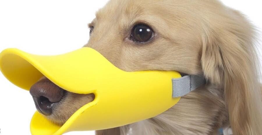 chien, canard, insolite, humour, invention