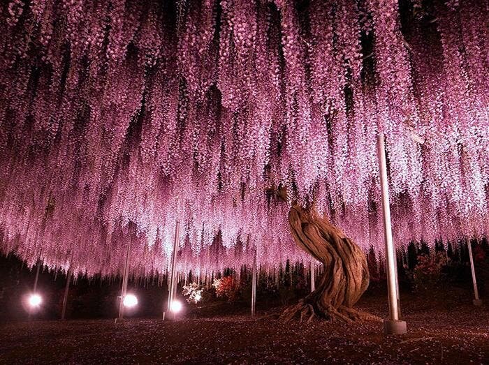 arbre glycine fleuri