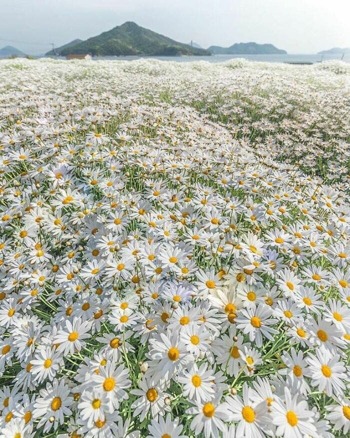 Tapis marguerite parc floral 