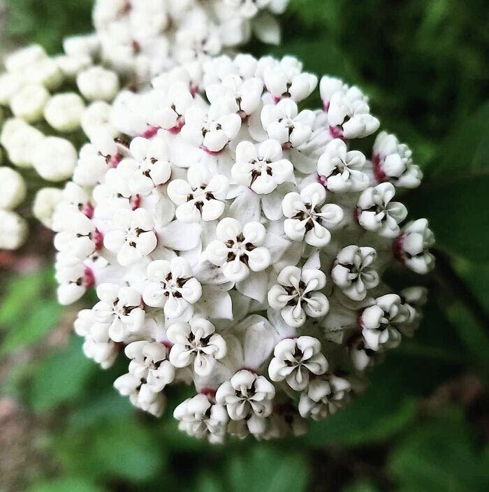 Asclépiade blanche bois 