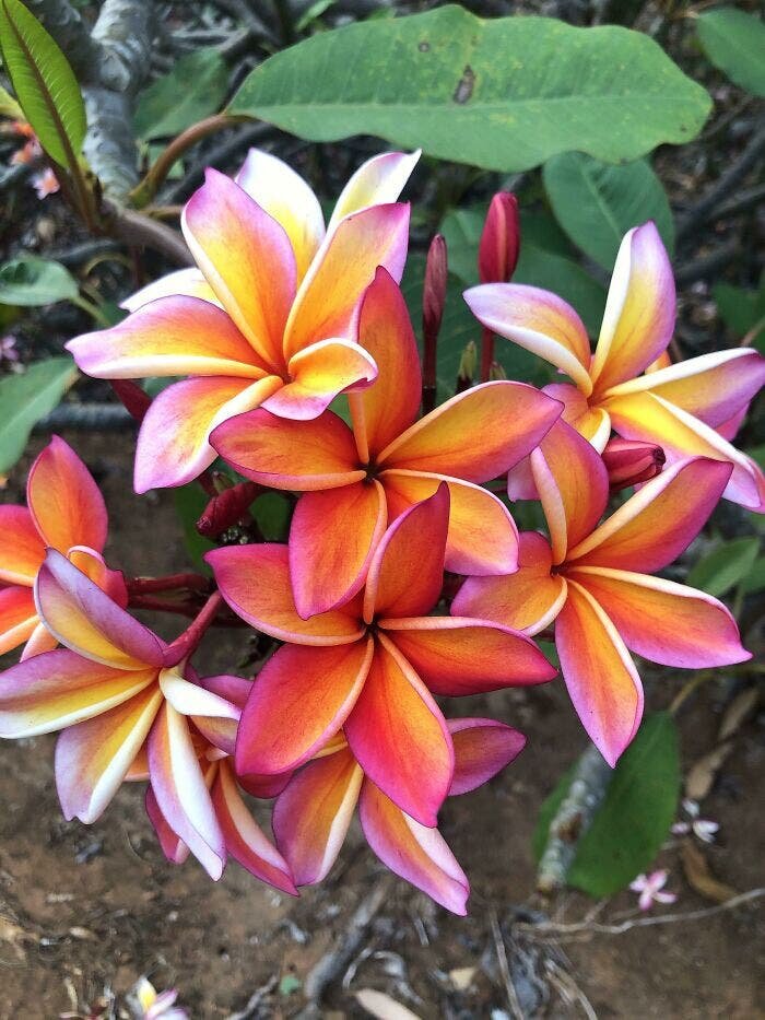 plumeria coloré