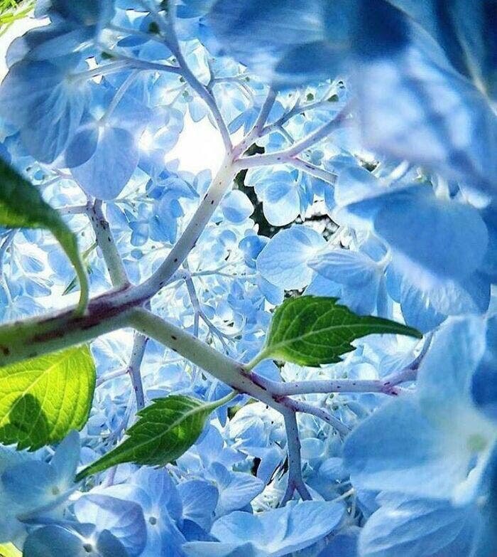 hortensia bleu