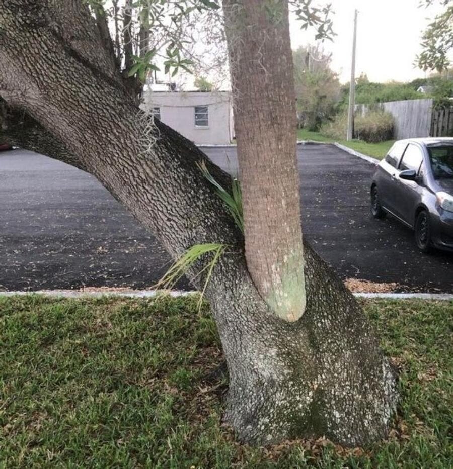 deux, arbres, arbre, palmier, chêne, dedans