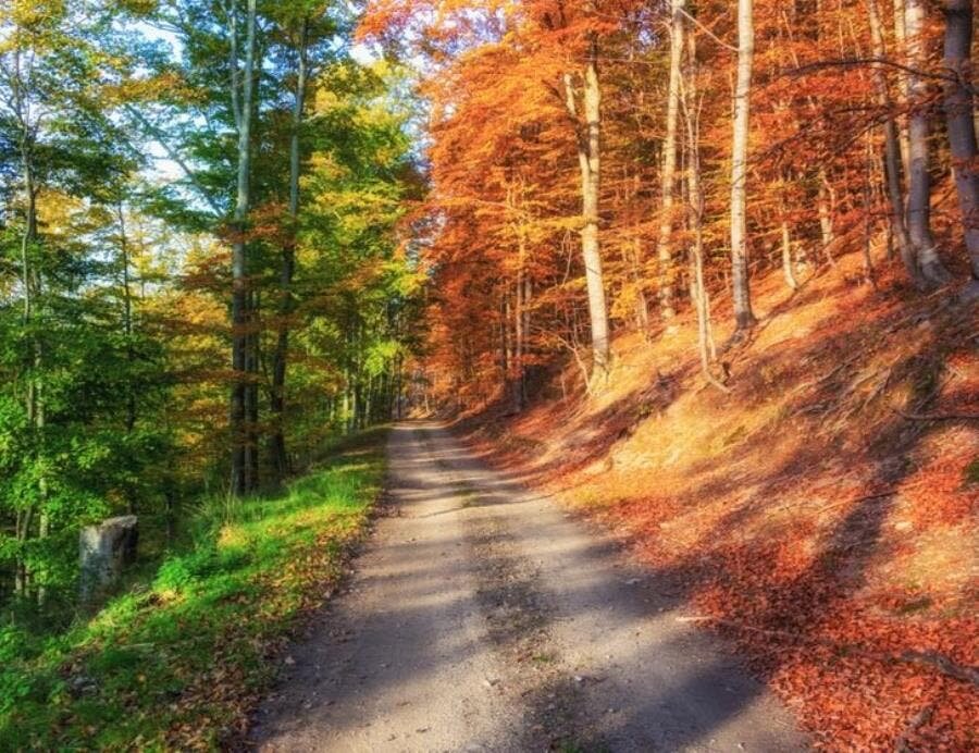 automne, forêt, insolite, photo, Fred Johns