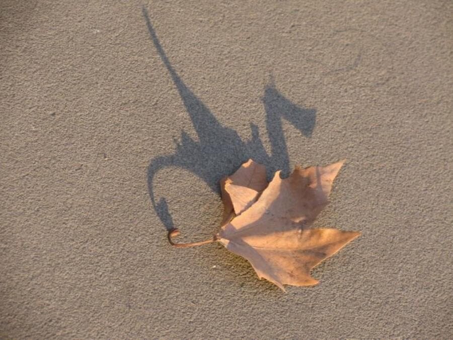 dragon, feuille, insolite, photographie, fred johns