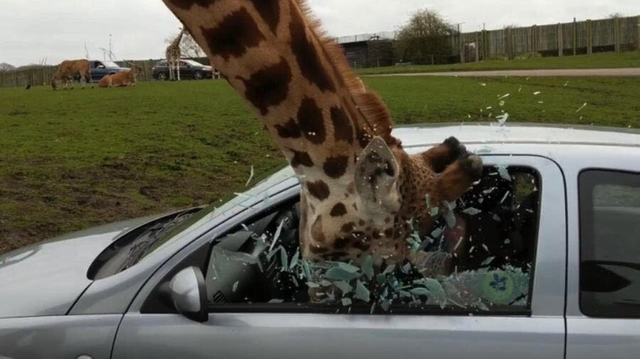 girafe, insolite, humour, animaux, voiture, wtf