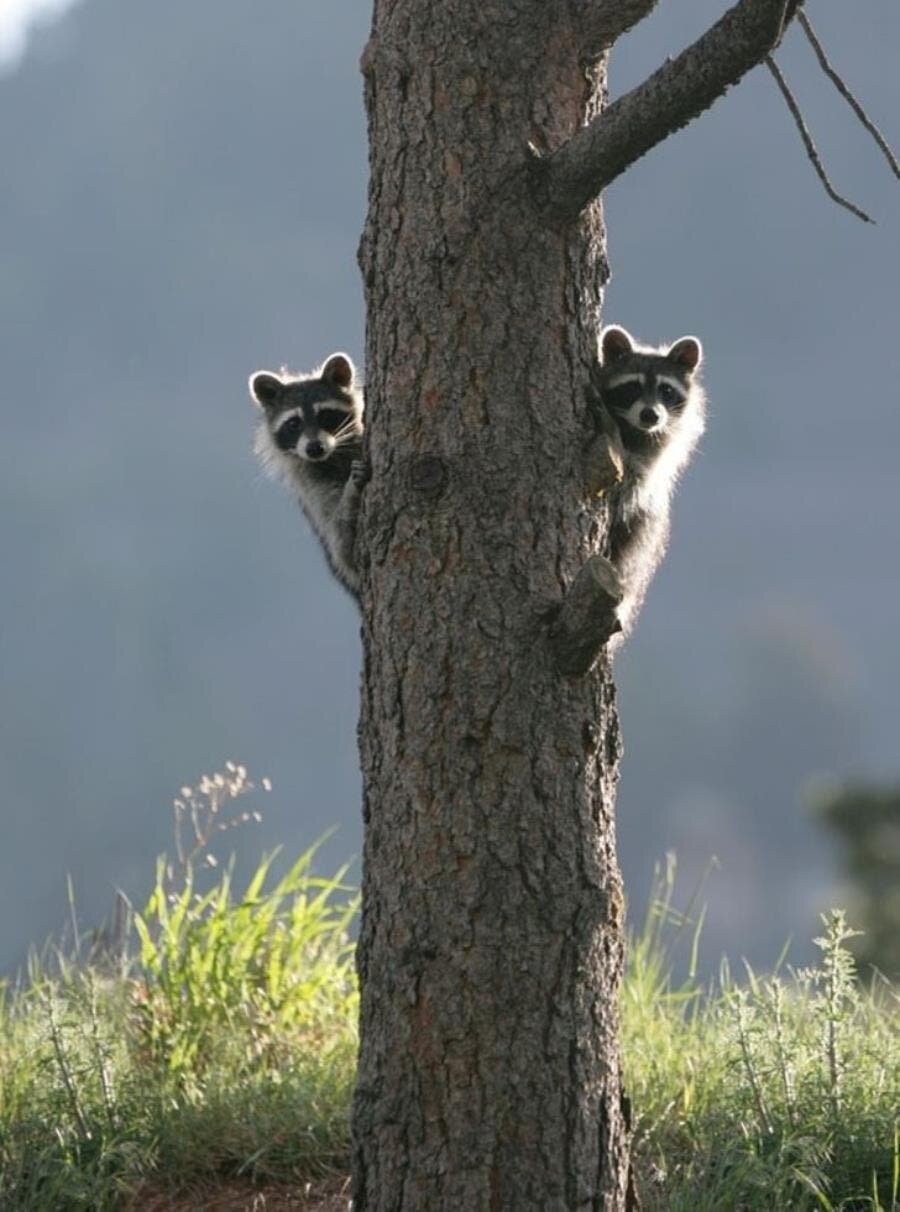 ninja, raton laveur, insolite, humour, mignon