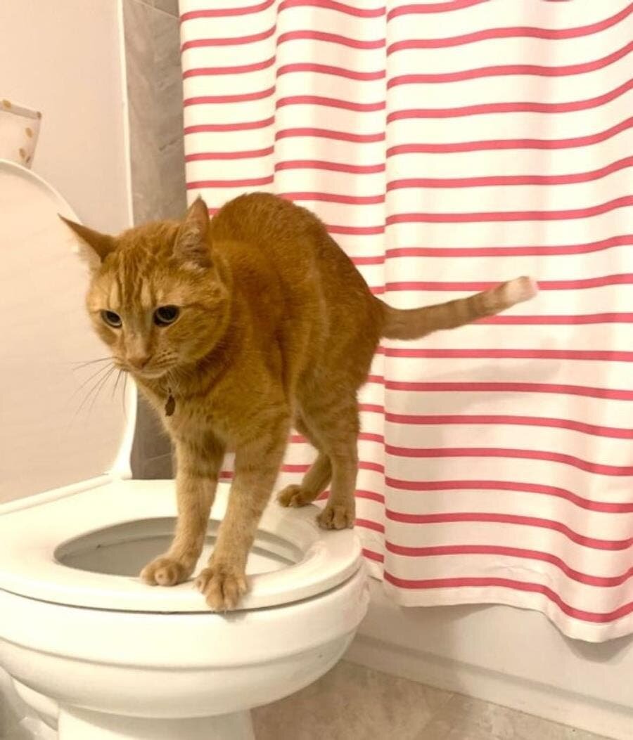 chat, toilette, pose, drôle, salle de bain