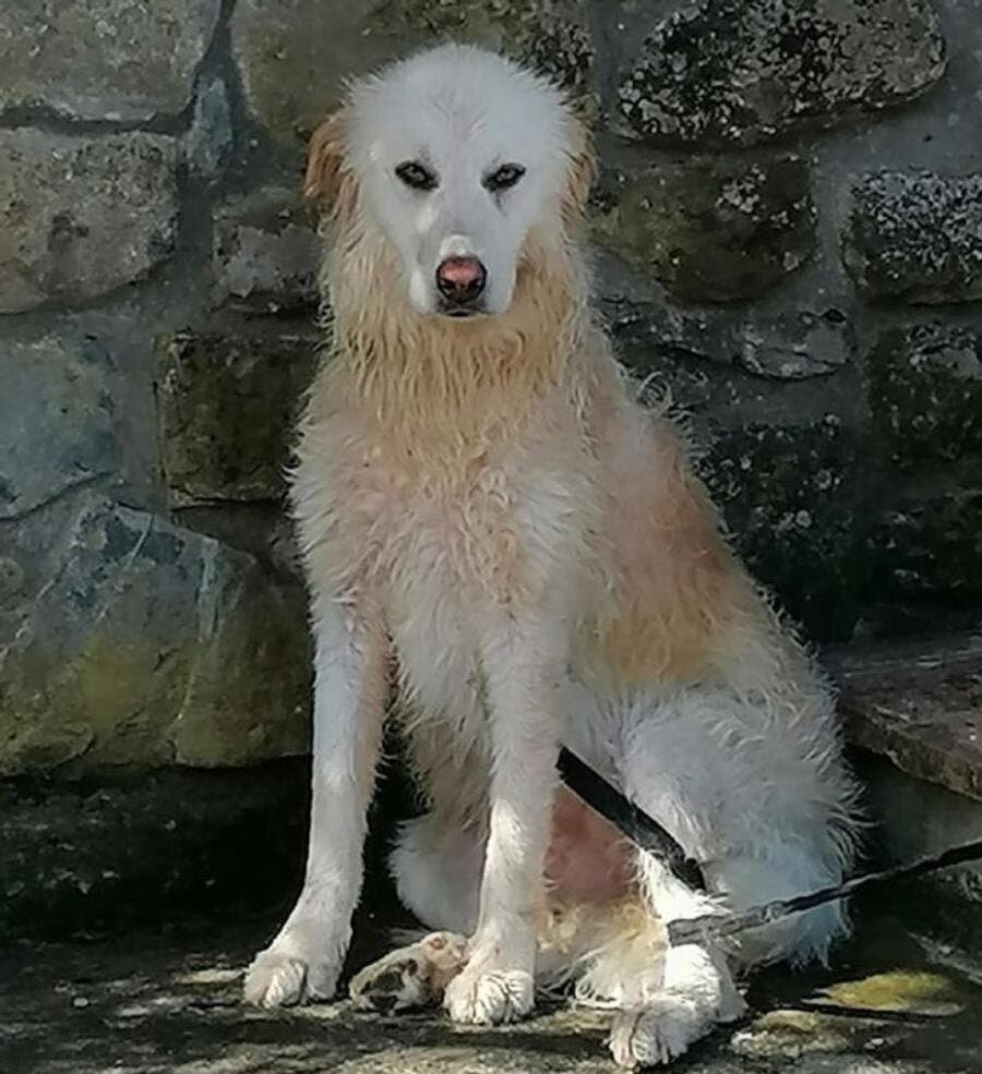 chien, blanc, mouillé, drôle, regard