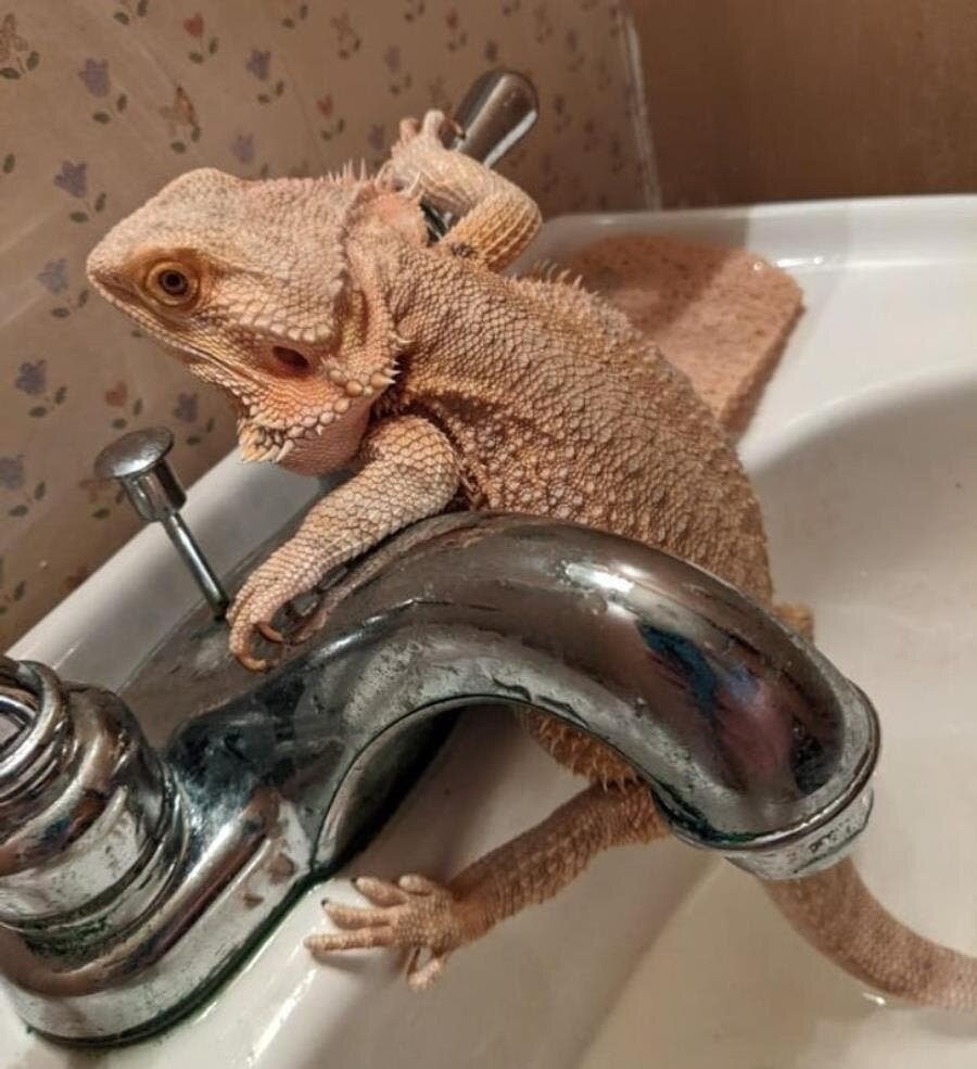 lézard, dragon, russe, beige, robinet, bain