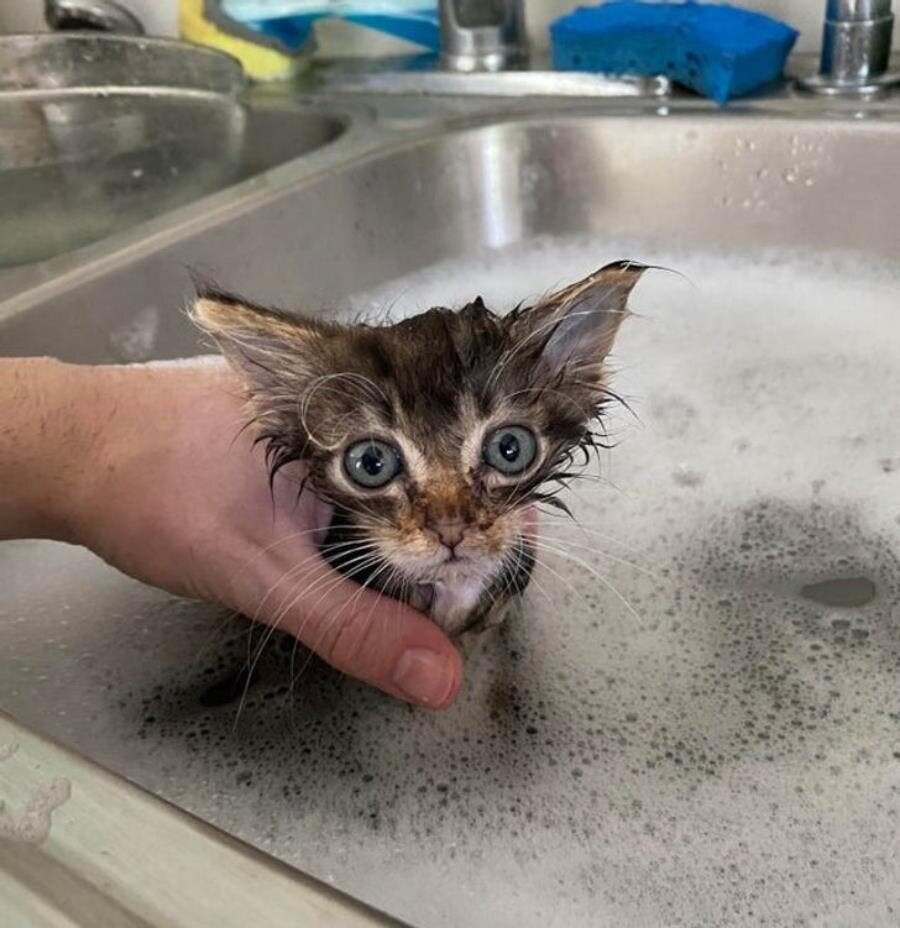 chaton, pétrifié, gros, yeux, bain