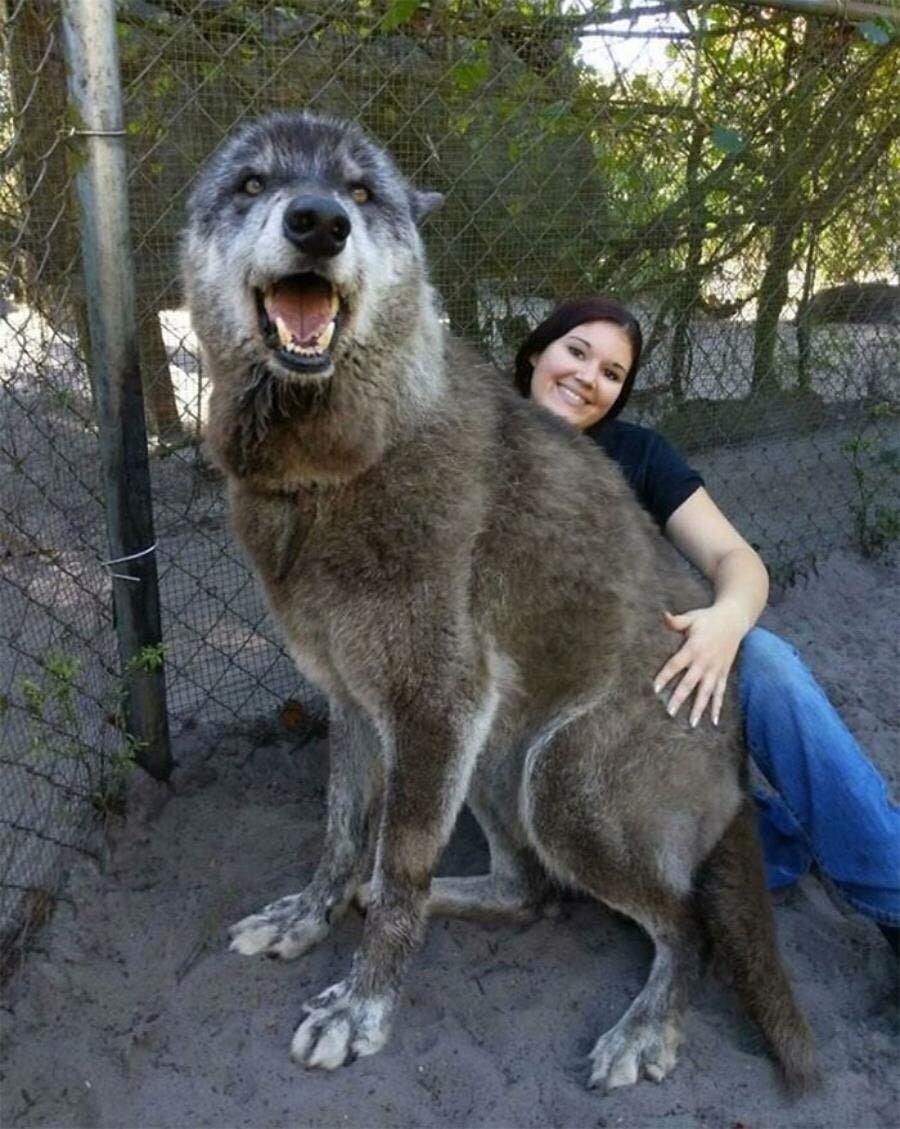 chien loup croisement