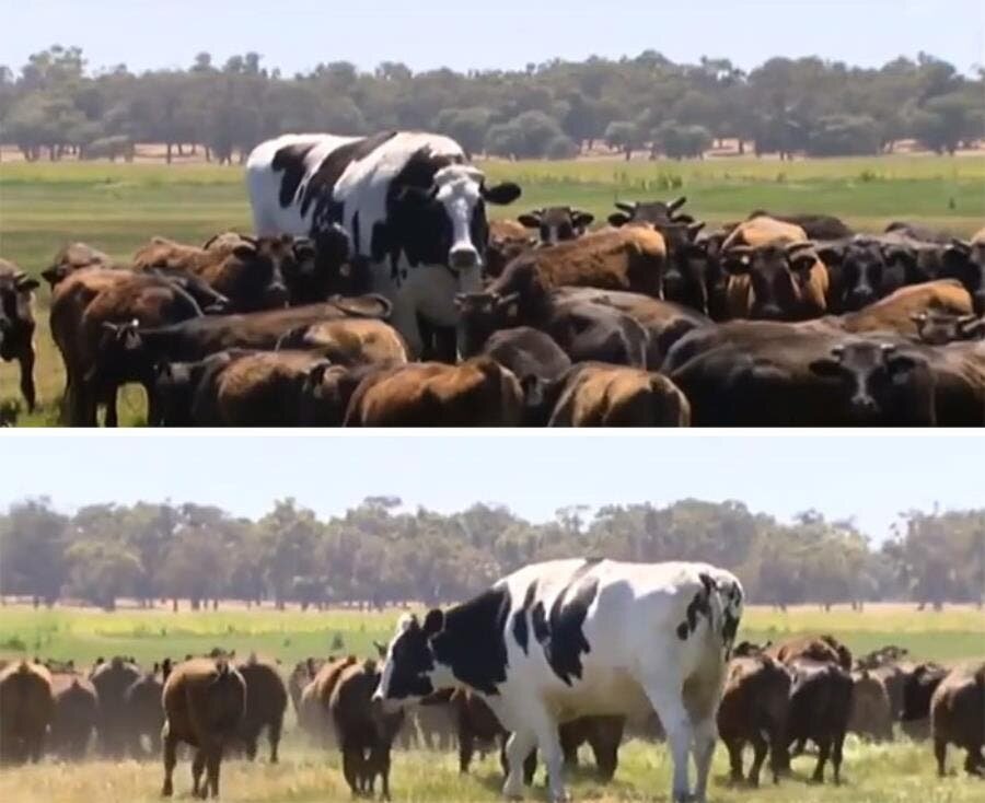 vache grande troupeau