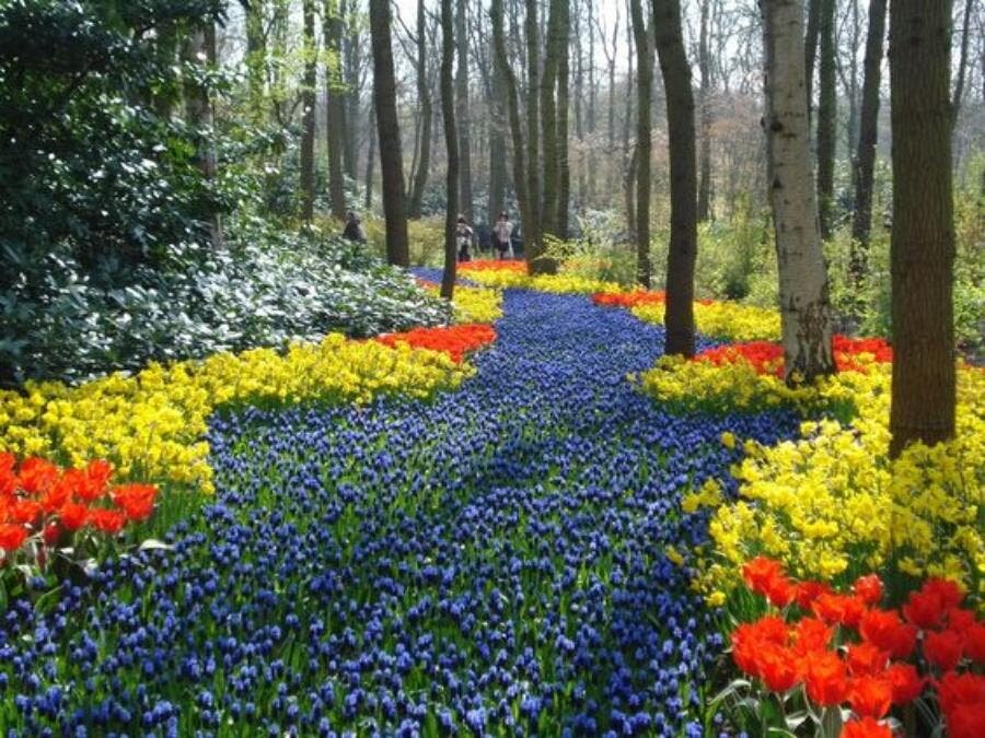 tulipes, joli, couleur, jardin, parc