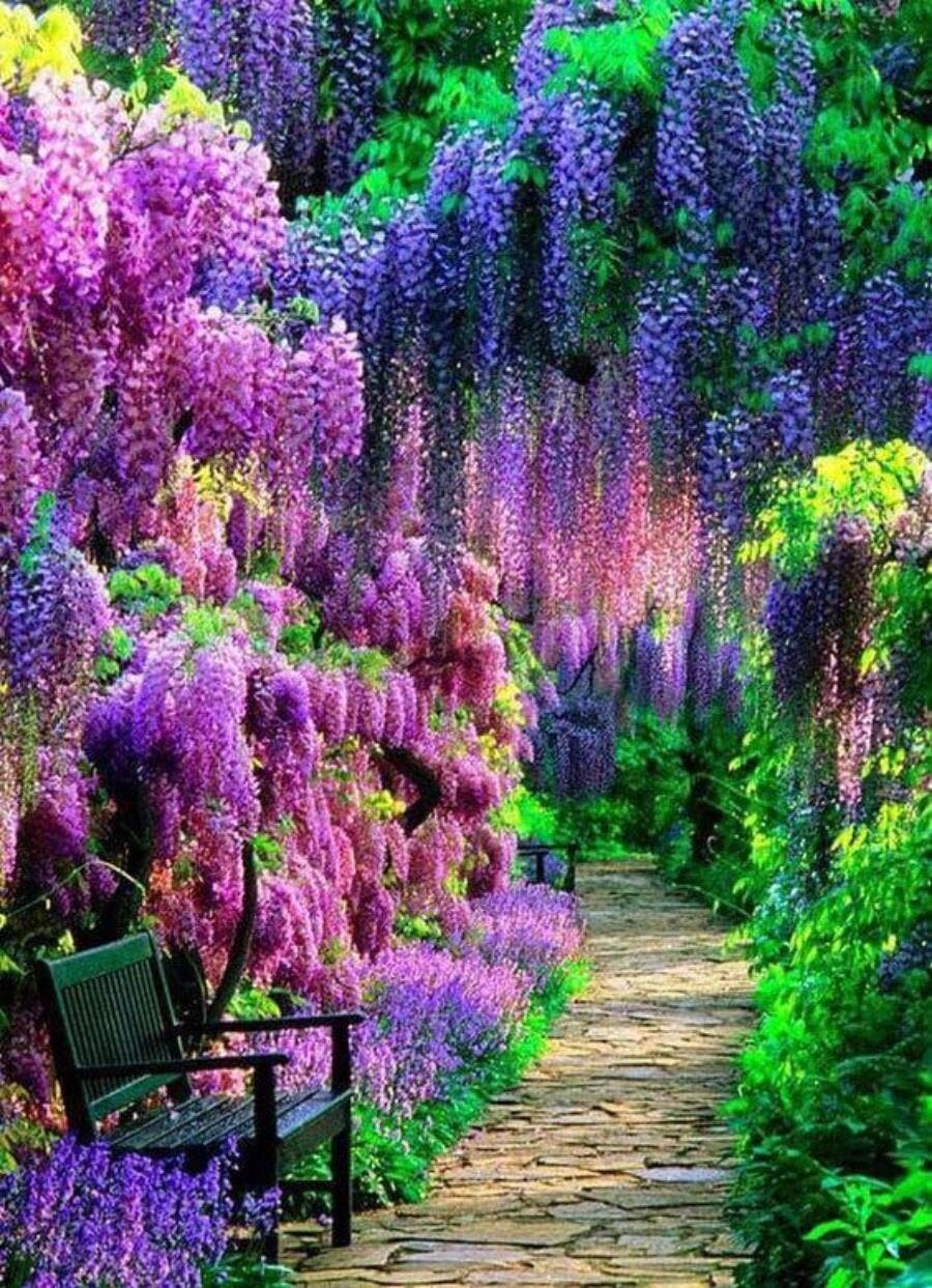 kawachi, jardin, glycine, violet, japon