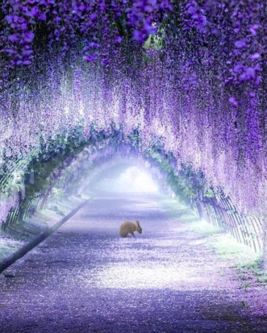 lapin, magique, glycine, beau, japon