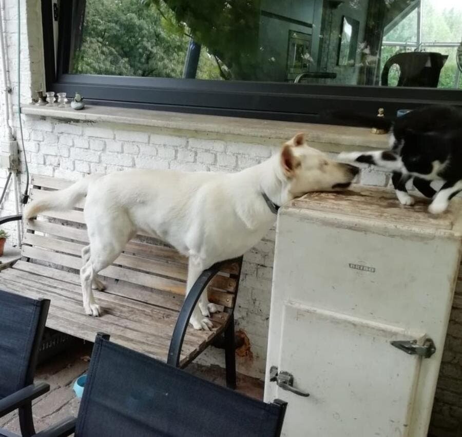 claque, chat, chien, jouer, terrasse