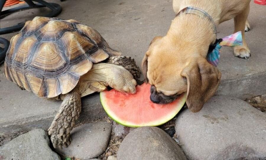 tortue, partager, pastèque, chien, deux