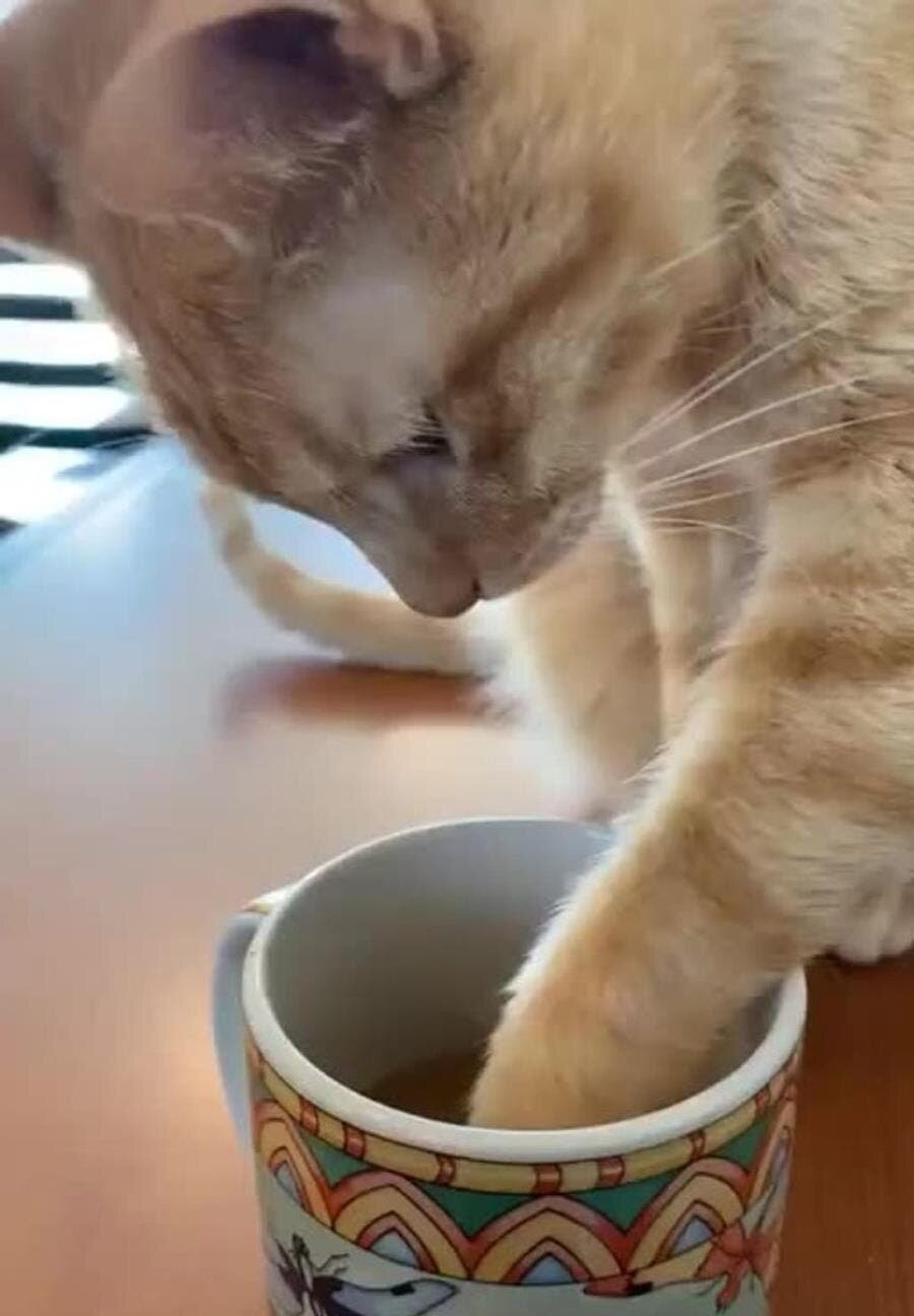 vérifier, thé, tasse, chaud, patte, chat