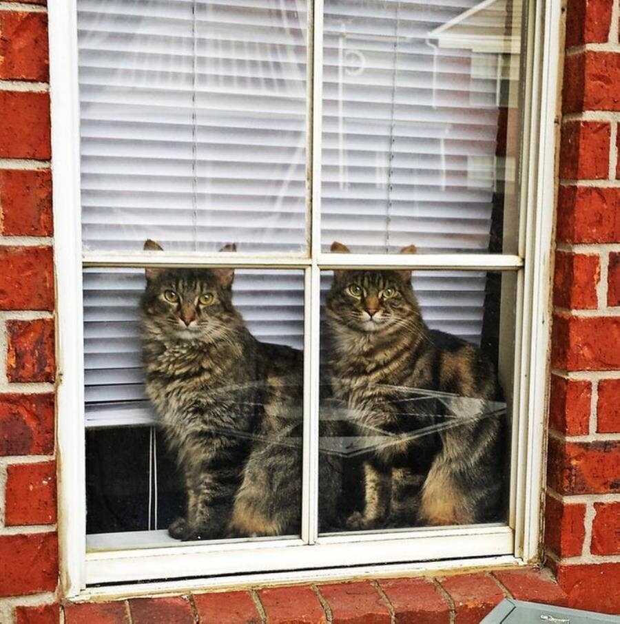 chat, mur, brique, deux, fenêtre, sosie