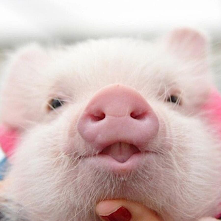 cochon, photo, mignon, adorable