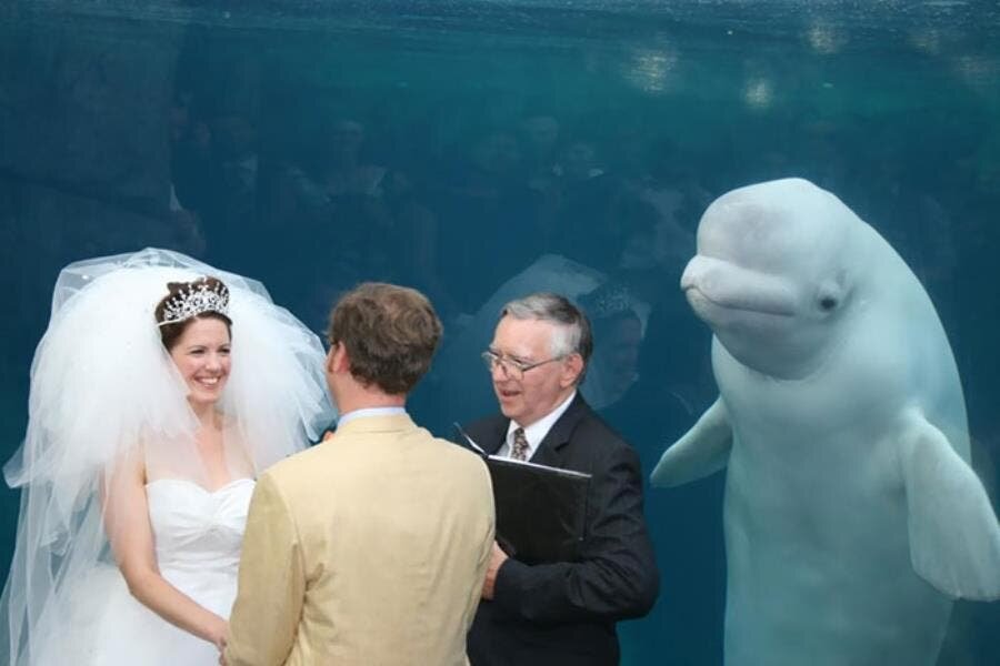 baleine incruste photo mariage