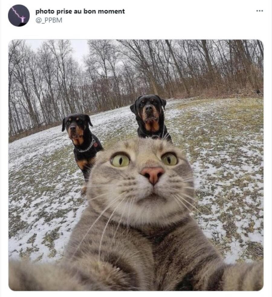 chat chiens selfie