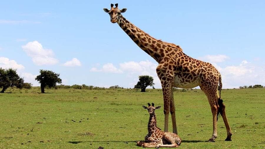 girafe herbe girafon