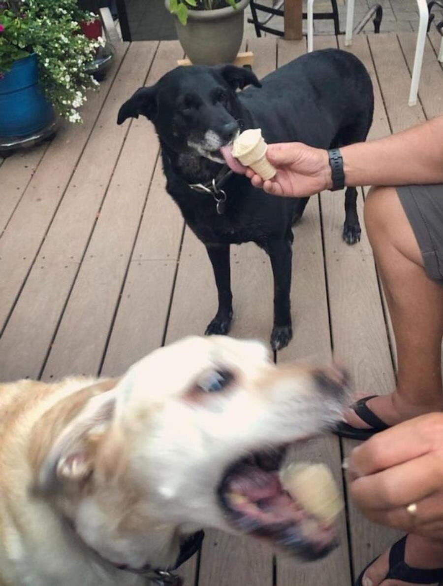 deux chiens glace