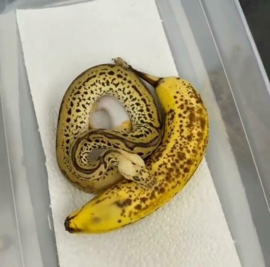 Serpent banane