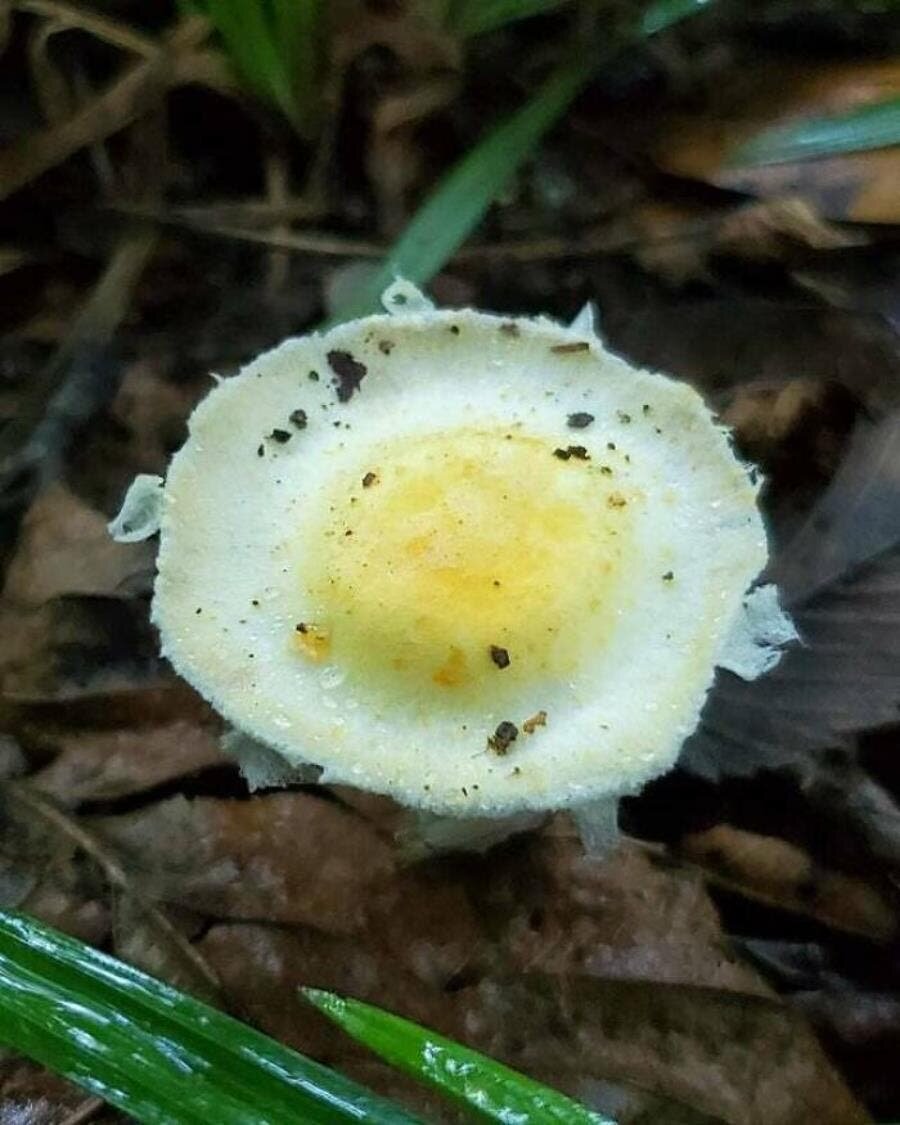 Oeuf champignon