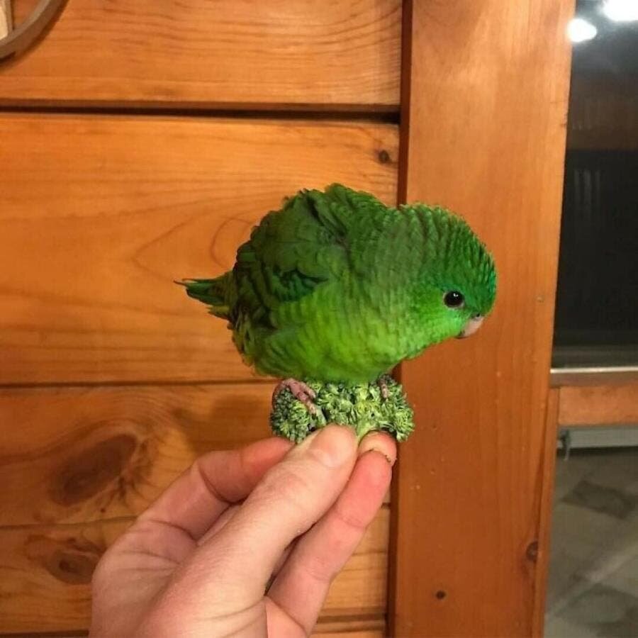 Oiseau brocoli