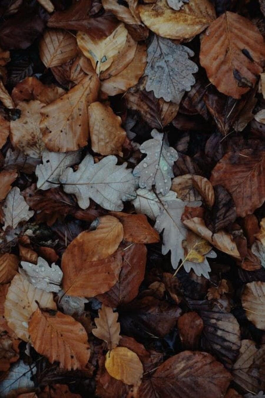 feuilles, marron, jaune, automne, mouillées