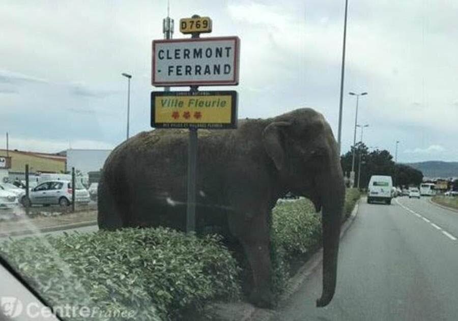 éléphant panneau France