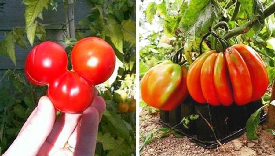 tomates petite grande