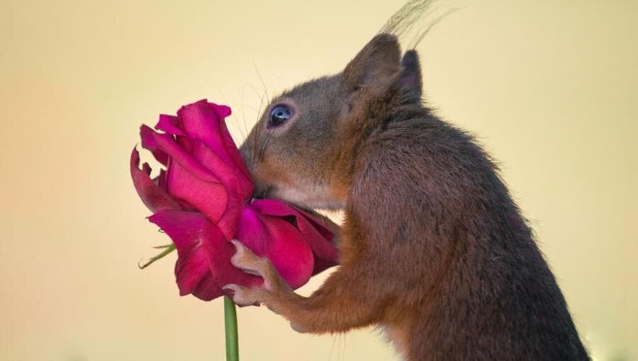 écureuil sentir fleur