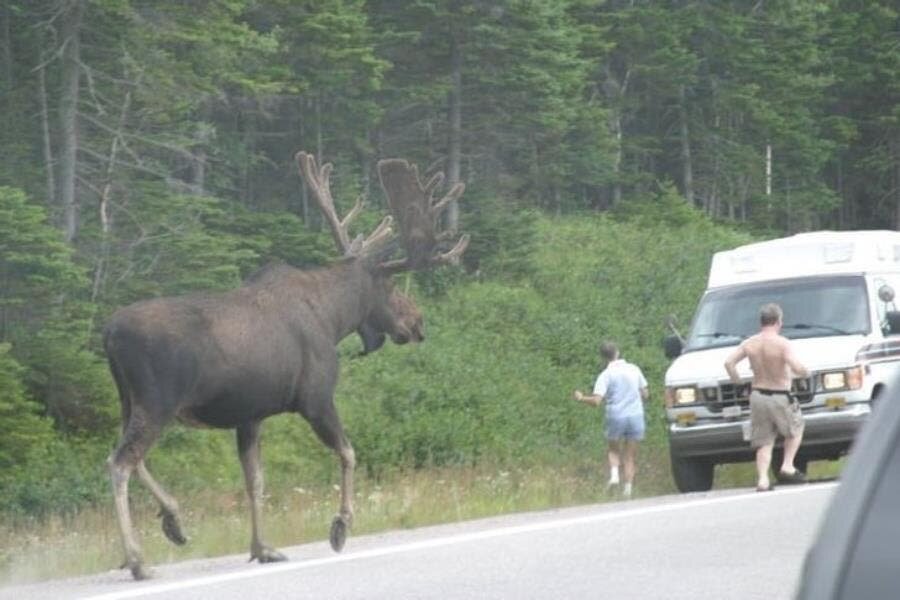 hommes cerf voiture