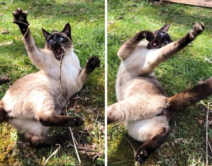 chat herbes branches