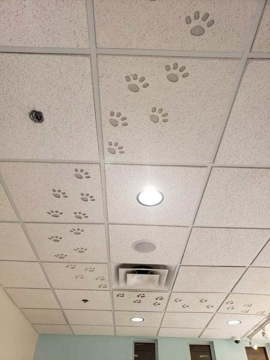 plafond pièce chat pattes