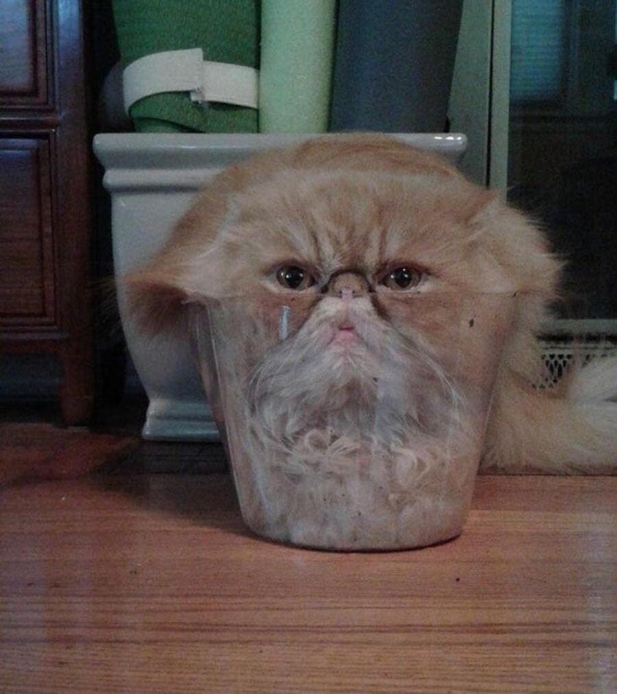 chat vase sol