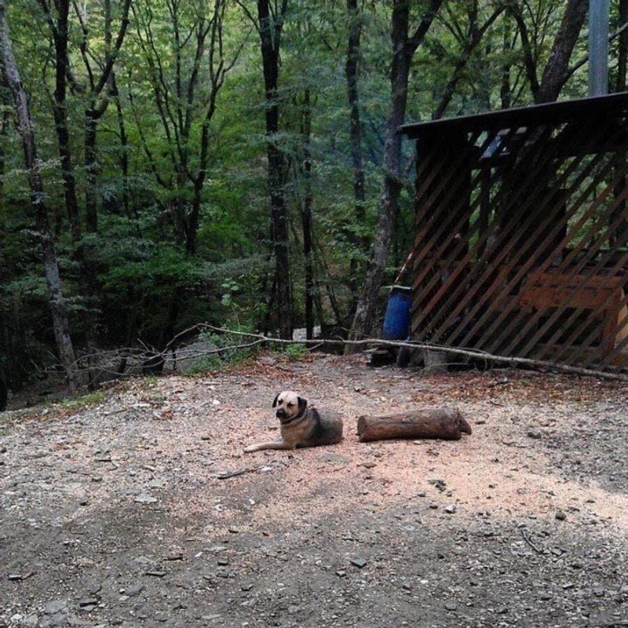 chien bois arbres