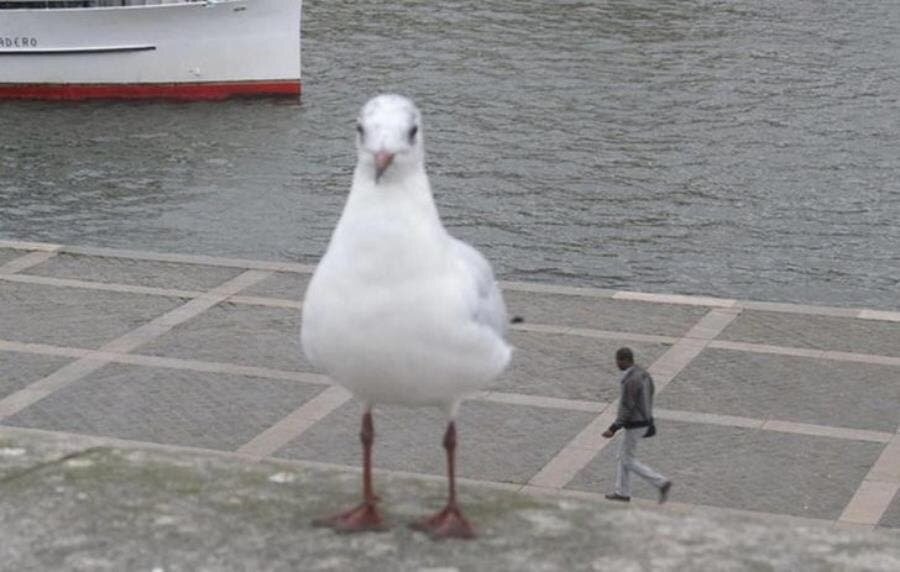 mouette homme bateau eau